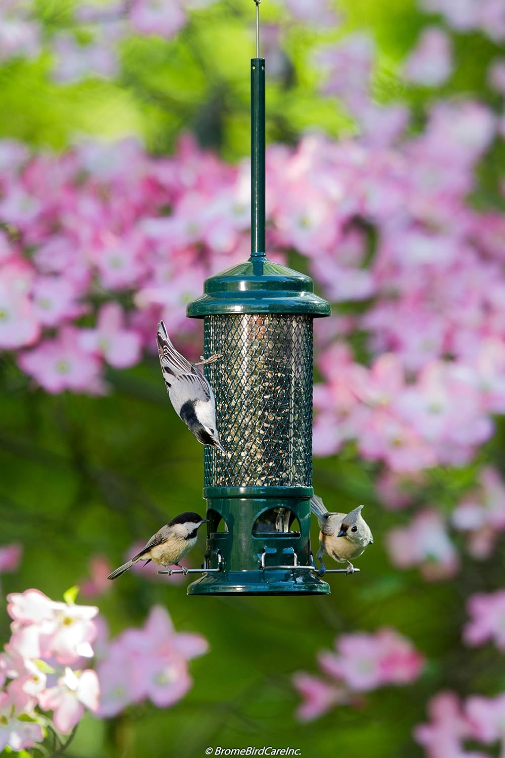 Squirrel Buster Standard Squirrel-proof Bird Feeder w/4 Metal Perches, 1.3-pound Seed Capacity : Squirrel Proof Bird Feeder : Garden & Outdoor