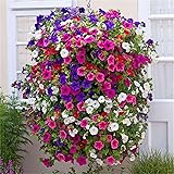 Garden Plant Seed Petunia Seeds 2000+ Trailing
