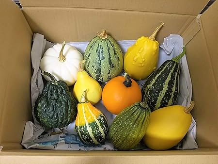 Amazon 生産農家直売 ハロウィン用おもちゃかぼちゃ 10個入り 本物のかぼちゃ 飾り おまかせ 季節用品 おもちゃ