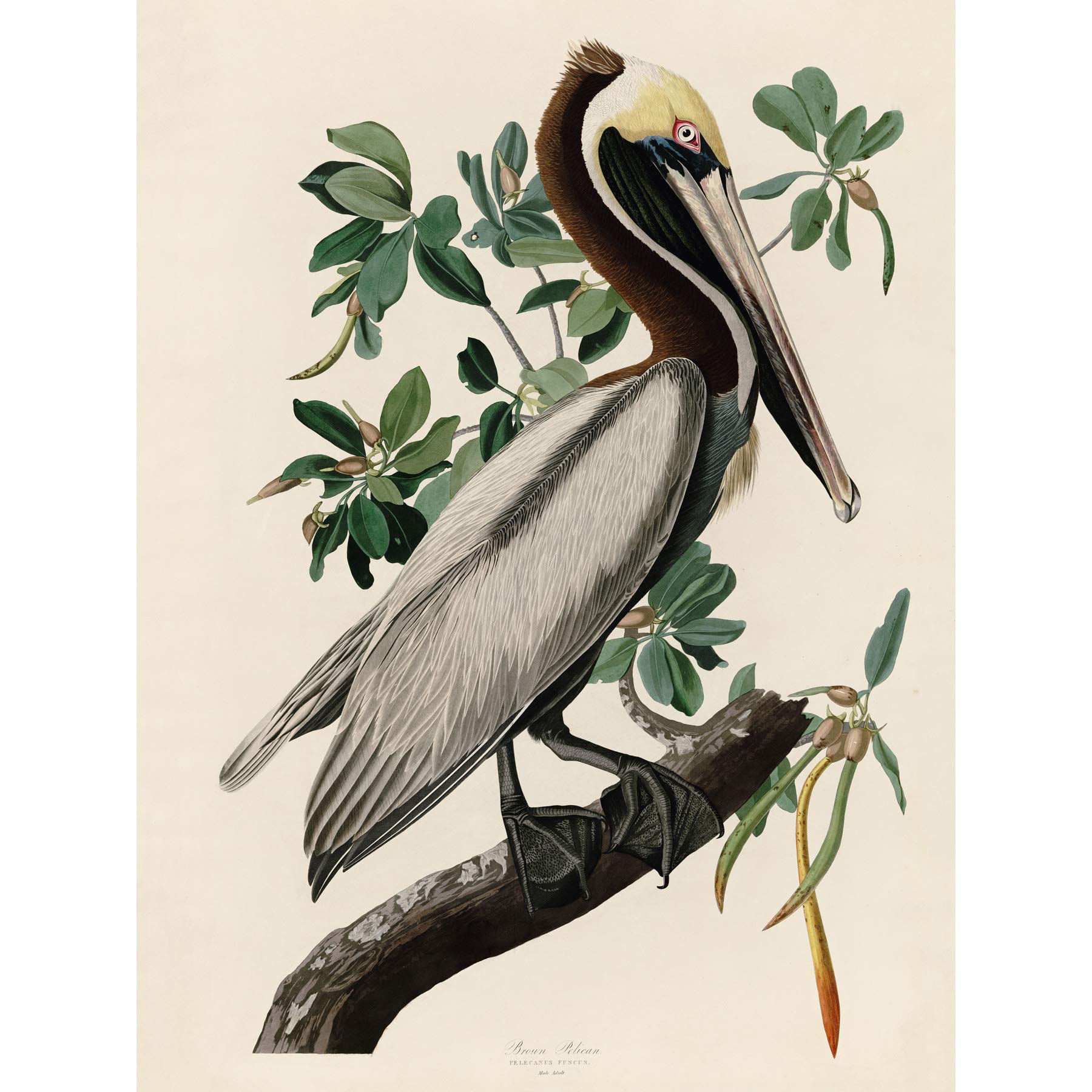 Artery8 Audubon Birds America Brown Pelican Premium Wall Art Canvas Print 18X24 Inch