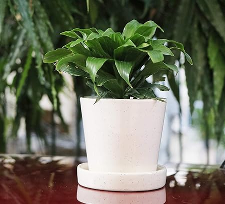 Lyallpur Stores Ceramic Planter Pot Cup Plate Shape - Medium (White Color, 12 cm) Plant Not Included
