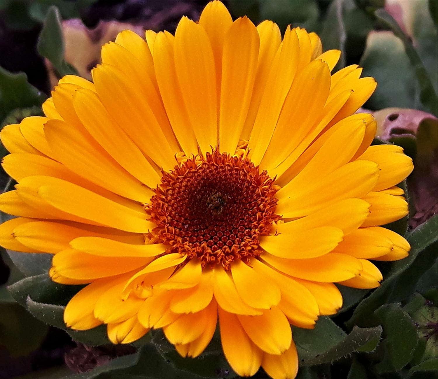 Calendula OFFICINALIS Pot Marigold Long Flowering Edible Flower Hardy