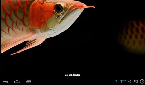 Real Arowana Live Wallpaper Amazon Co Uk Appstore For Android