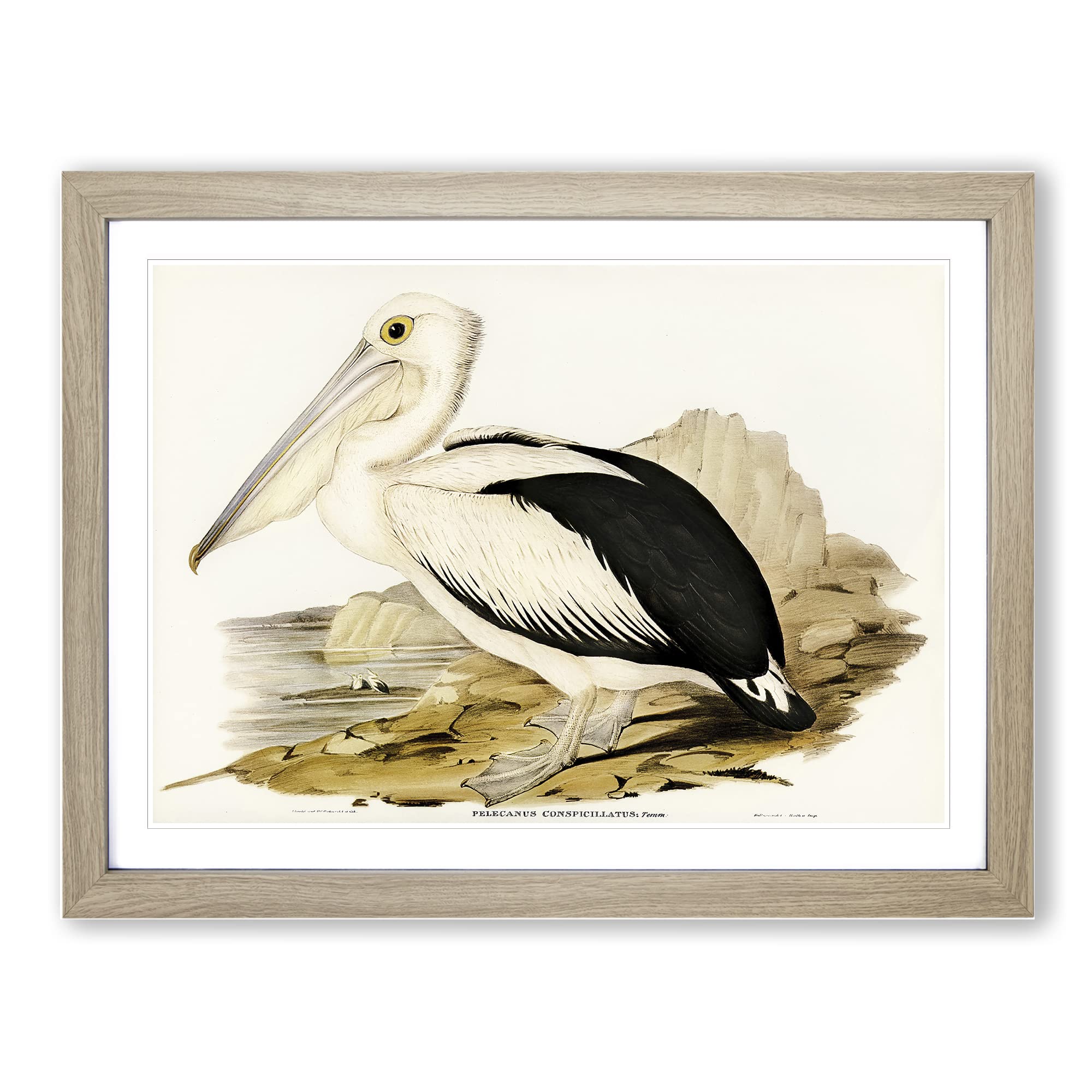 Australian Pelican By Elizabeth Gould Vintage Framed Wall Art Print, Ready to Hang Picture for Living Room Bedroom Home Office Décor, Oak A4 (34 x 25 cm)