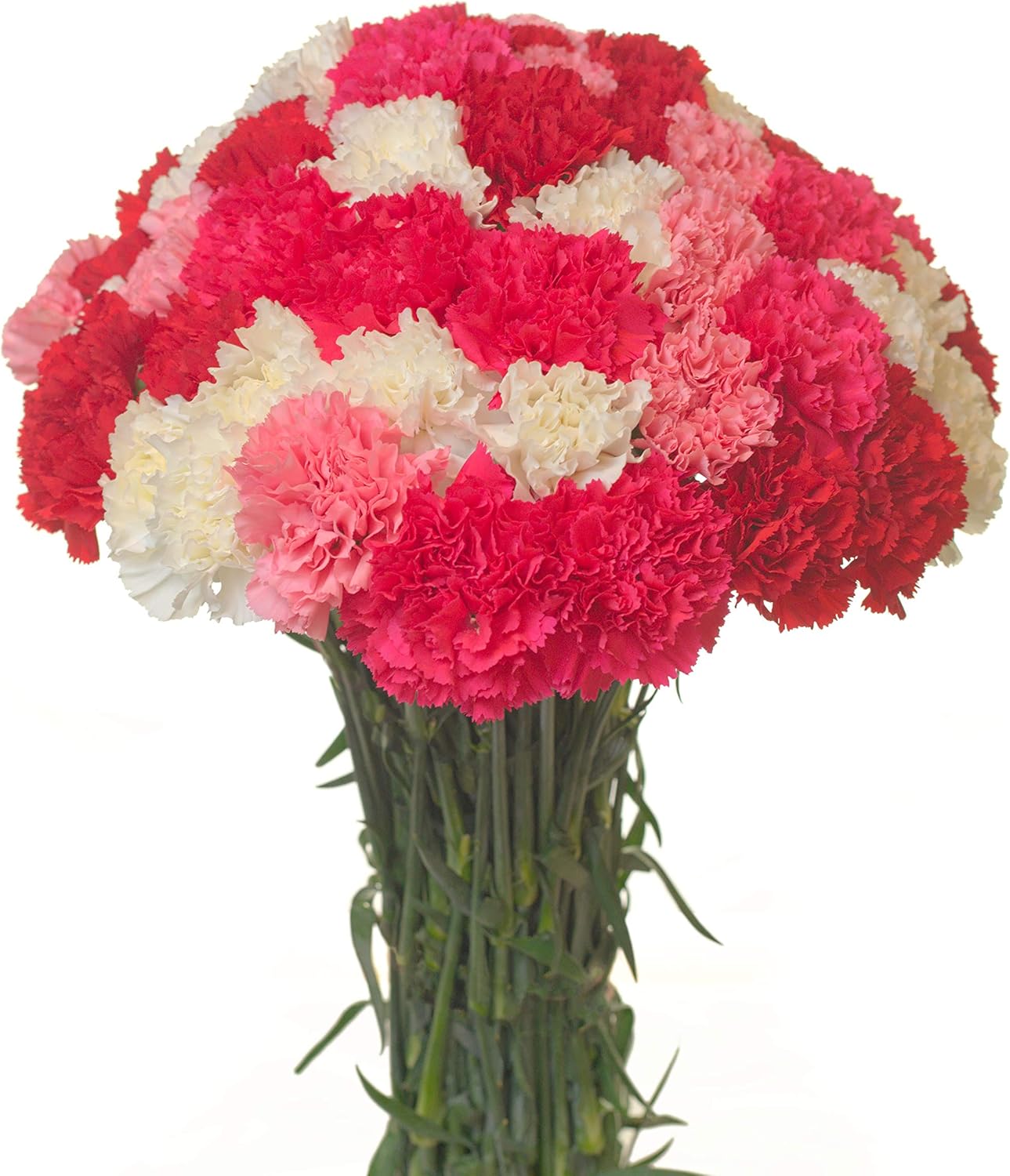 FlowerPrime 100 Assorted Carnations Fresh Natural Cut