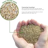 GroundMaster GroundMaster Premium Grass Seed 1kg - Fast Germinating Lawn Mix view 2