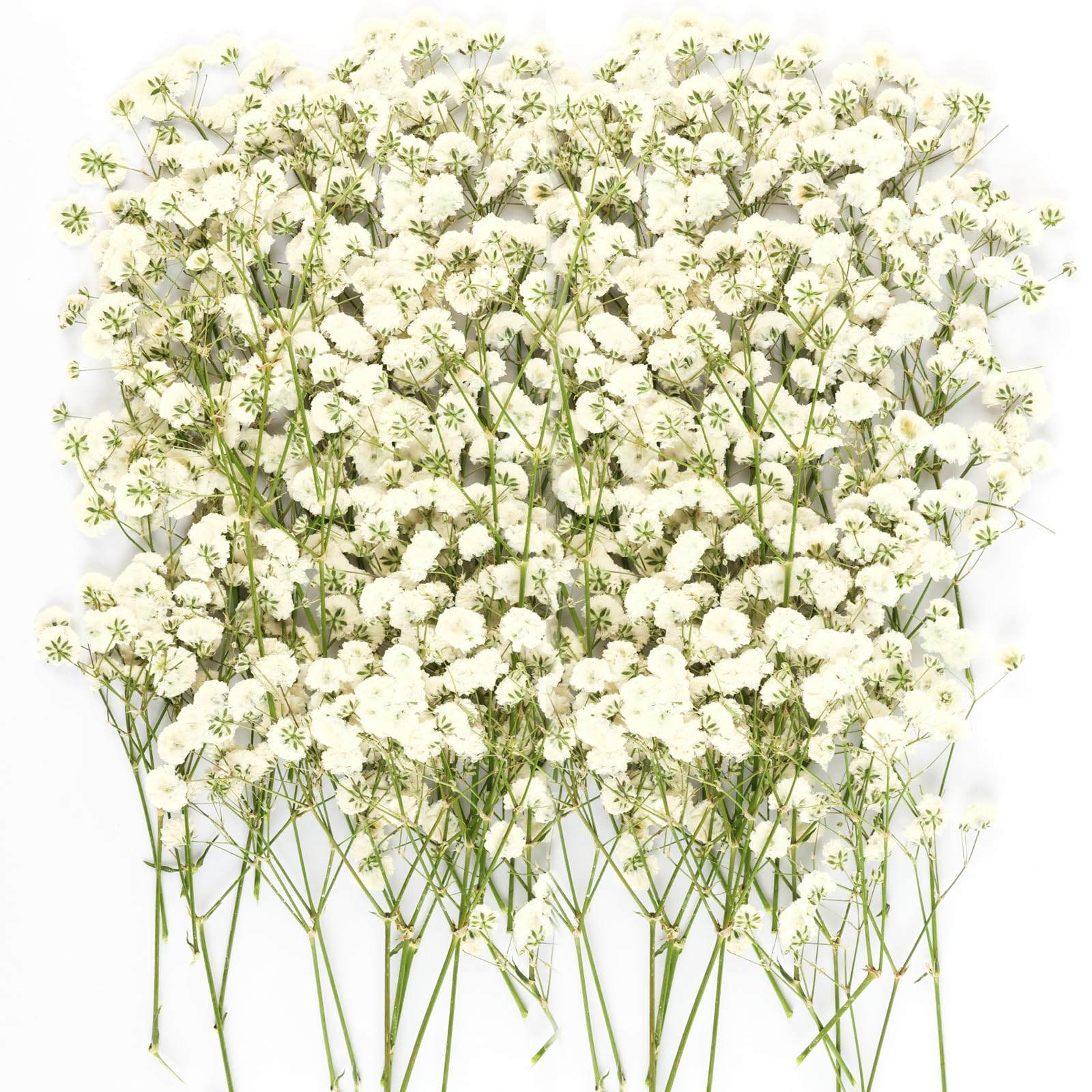Photo 1 of 150Pcs Mini Dried Pressed White Baby’s Breath Flowers Bulk - Real Natural Flat Flowers for Epoxy Craft, Scrapbooking, Wedding Invitations, Home Decor, DIY Gifts for Crafters & Event Planners (150)