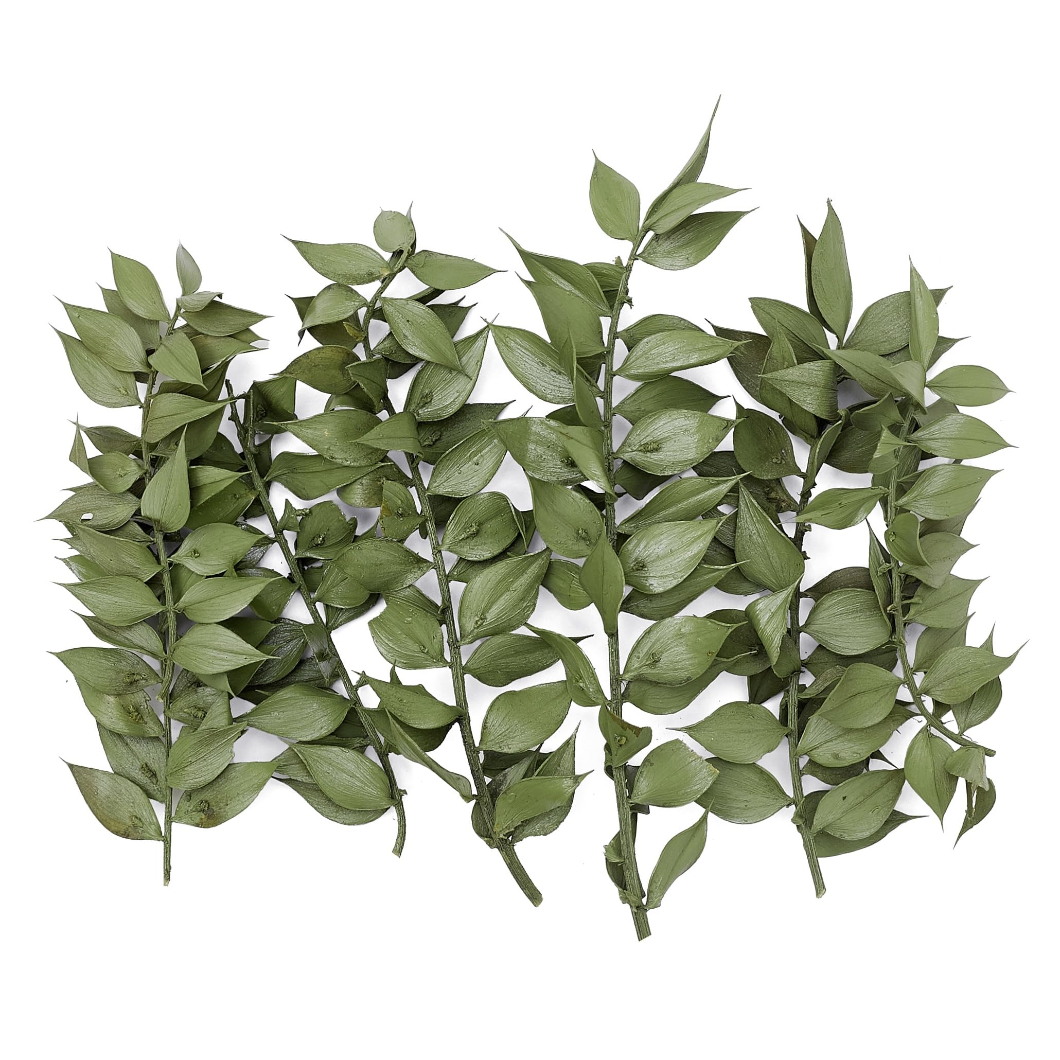 The Baked Studio - Original Dried Flower Ruscus Set For Cake & Cupcake Decorating & Others Crafts (Natural Green)