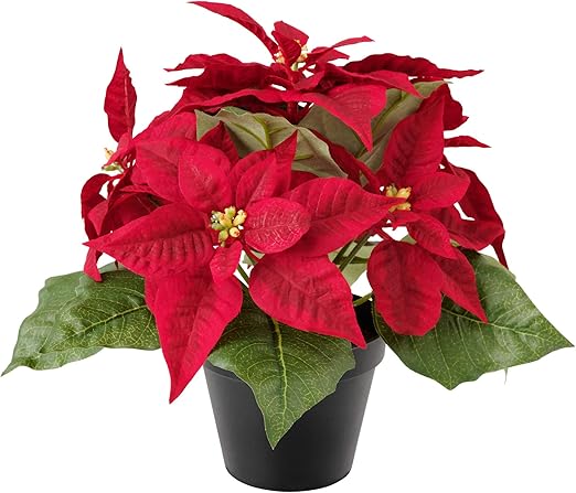 Stella Di Natale Quando Rinvasare.Pianta Natalizia Da Interno Stella Di Natale Rossa Mini O 11 Cm H 20 Cm Amazon It Giardino E Giardinaggio