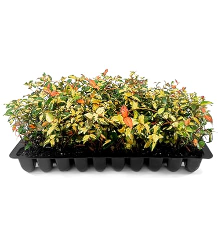 Amazon.com : Variegated Asiatic Jasmine | 60 Live Plants