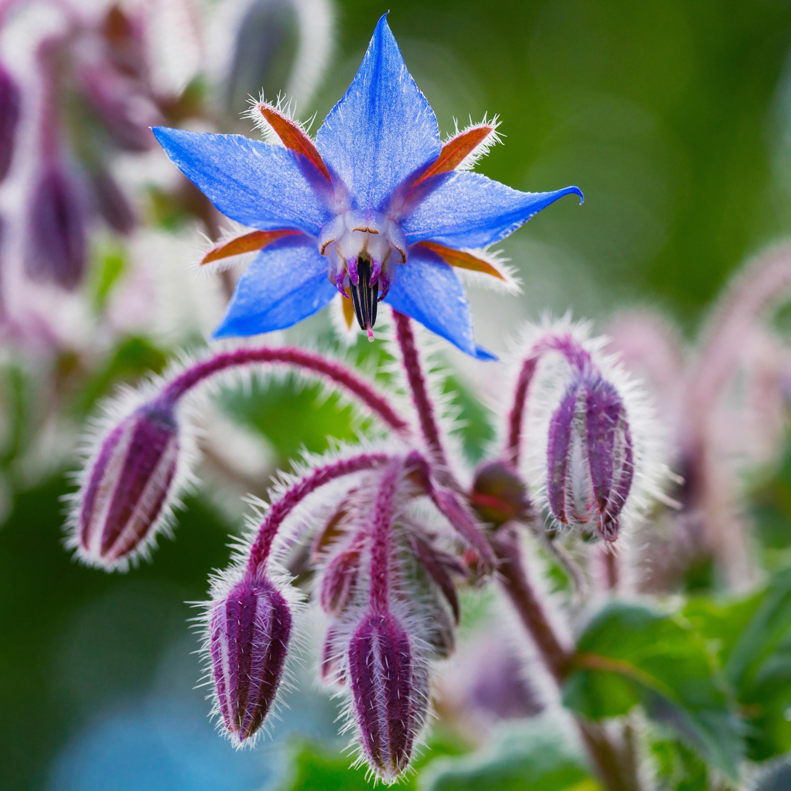 PREMIER SEEDS DIRECT - HERB Seeds - Borage - 500 Finest Seeds