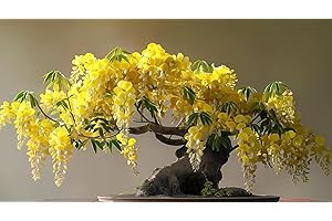 CZ GRAIN 10 Golden Shower Bonsai Tree Seeds for Planting
