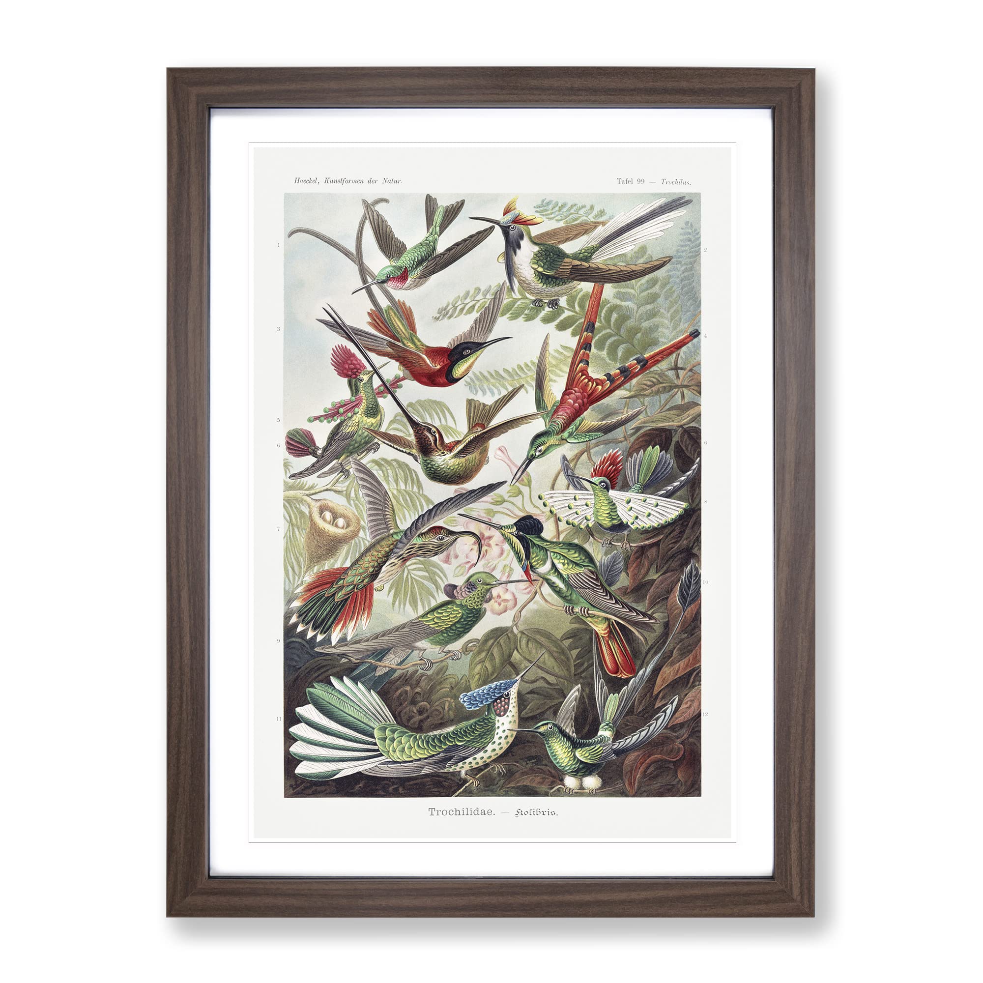 Study Of Kingfisher Birds By Ernst Haeckel Vintage Framed Wall Art Print, Ready to Hang Picture for Living Room Bedroom Home Office Décor, Walnut A3 (34 x 46 cm)
