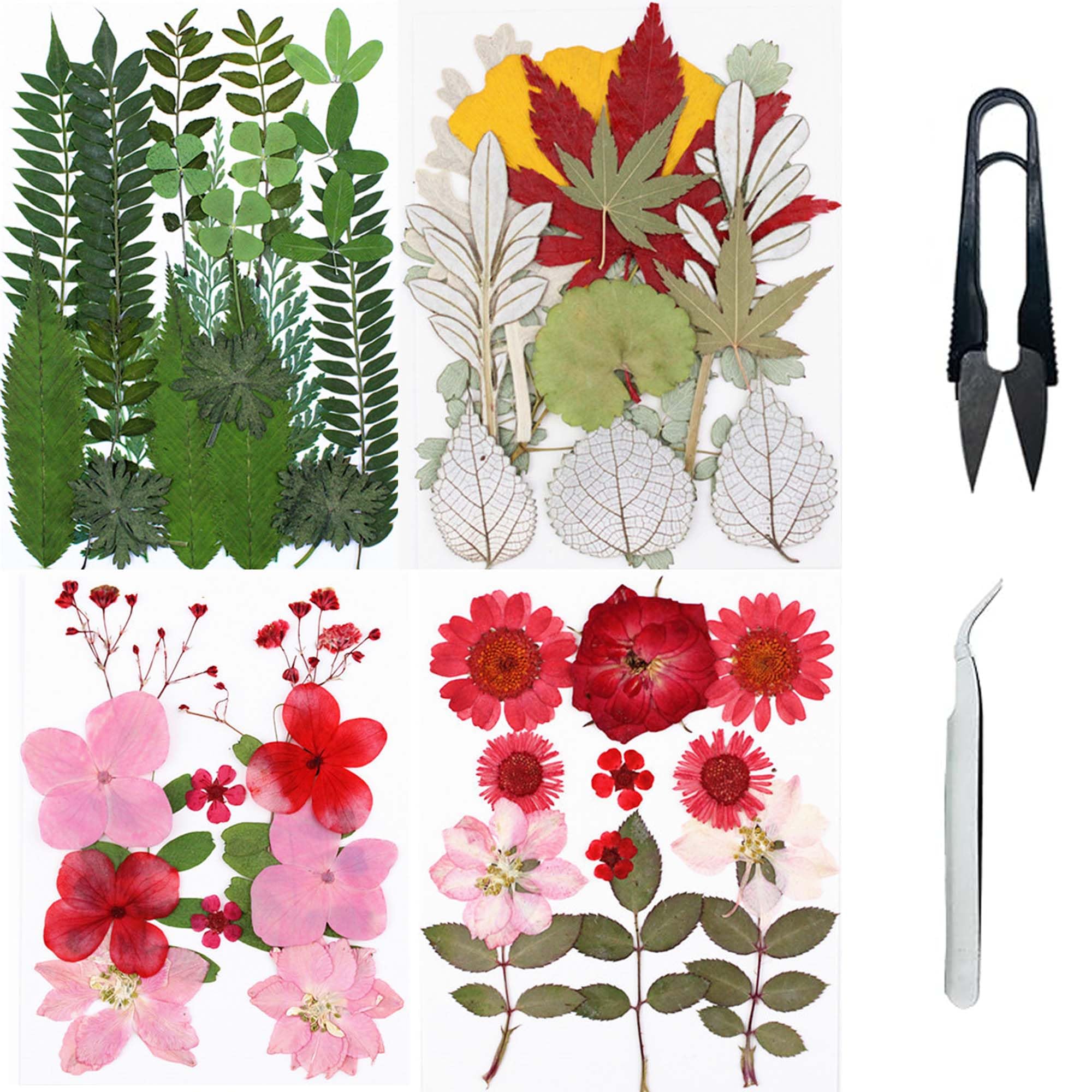 Cayway Natural Dried Flowers and Leaves With Tweezers, Scissors for Pressed Leaf Art Craft DIY Embellishment Decorations (Green Pink Red)