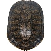 6-7" Red Ear Turtle Shell (227GS-0607)