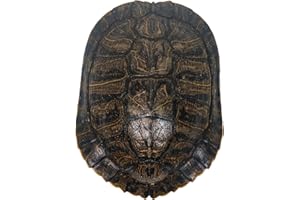 CHICHESTER INC 6-7" Red Ear Turtle Shell (227GS-0607)