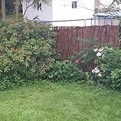 Amazon.com : Master Garden Products WTF-6 Twig Privacy Screen, 72 by 96