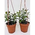 *Two Goldfish Plant - 4" Hanging Basket - Blooms Constantly