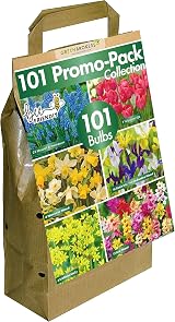 GreenBrokers Allium Bulb Collection 50 Bulbs