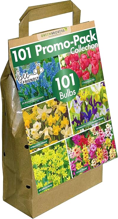 GreenBrokers Allium Bulb Collection 50 Bulbs