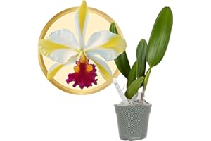 Better-Gro Cattleya Hybrid Orchid, 4" Live Plant, Rth. Fu Shu Glory ‘Happy Holiday’, Blooms Within 6-12 Months with Proper Care, Creamsicle Yellow Flowers, Hand-Selected by Master Growers