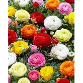 Mixed Peony Ranunculus Bulbs - 12 Large Size Corms for Vibrant Multi-Color Blooms, Ideal for Gardens and Bouquets