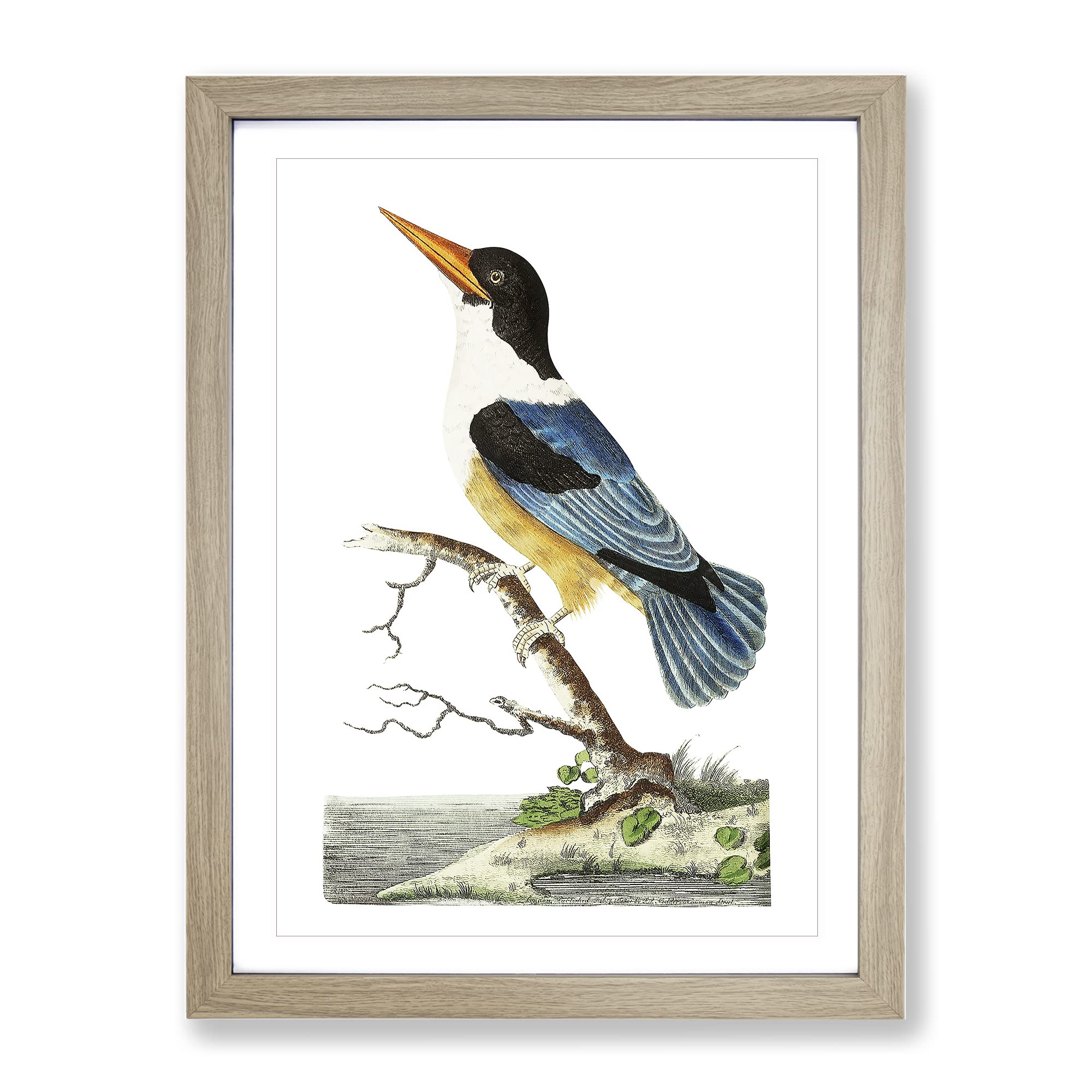 Blue Kingfisher By George Shaw Vintage Framed Wall Art Print, Ready to Hang Picture for Living Room Bedroom Home Office Décor, Oak A3 (34 x 46 cm)