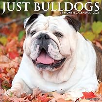 Amazon.com: Just Bulldogs 2023 Wall Calendar: 9781549225154: Willow Creek Press: Books amazon-com-just-bulldogs-2023-wall-calendar-9781549225154-willow-creek-press-books