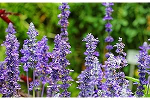 Greenwood Nursery: Live Perennial Plants - Russian Sage 'Little Spire' + Perovskia Atriplicifolia - [Qty: 1x 3.5" Pot] - (Click for Other Available Plants/Quantities)