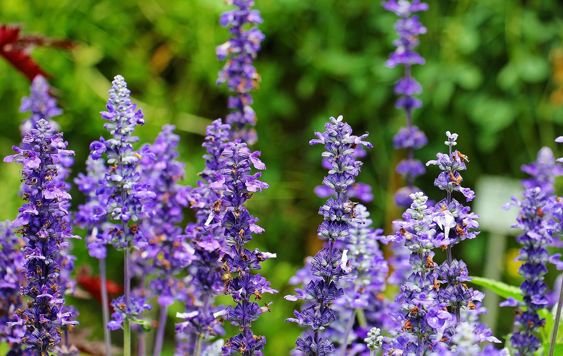 Greenwood Nursery: Live Perennial Plants - Russian
