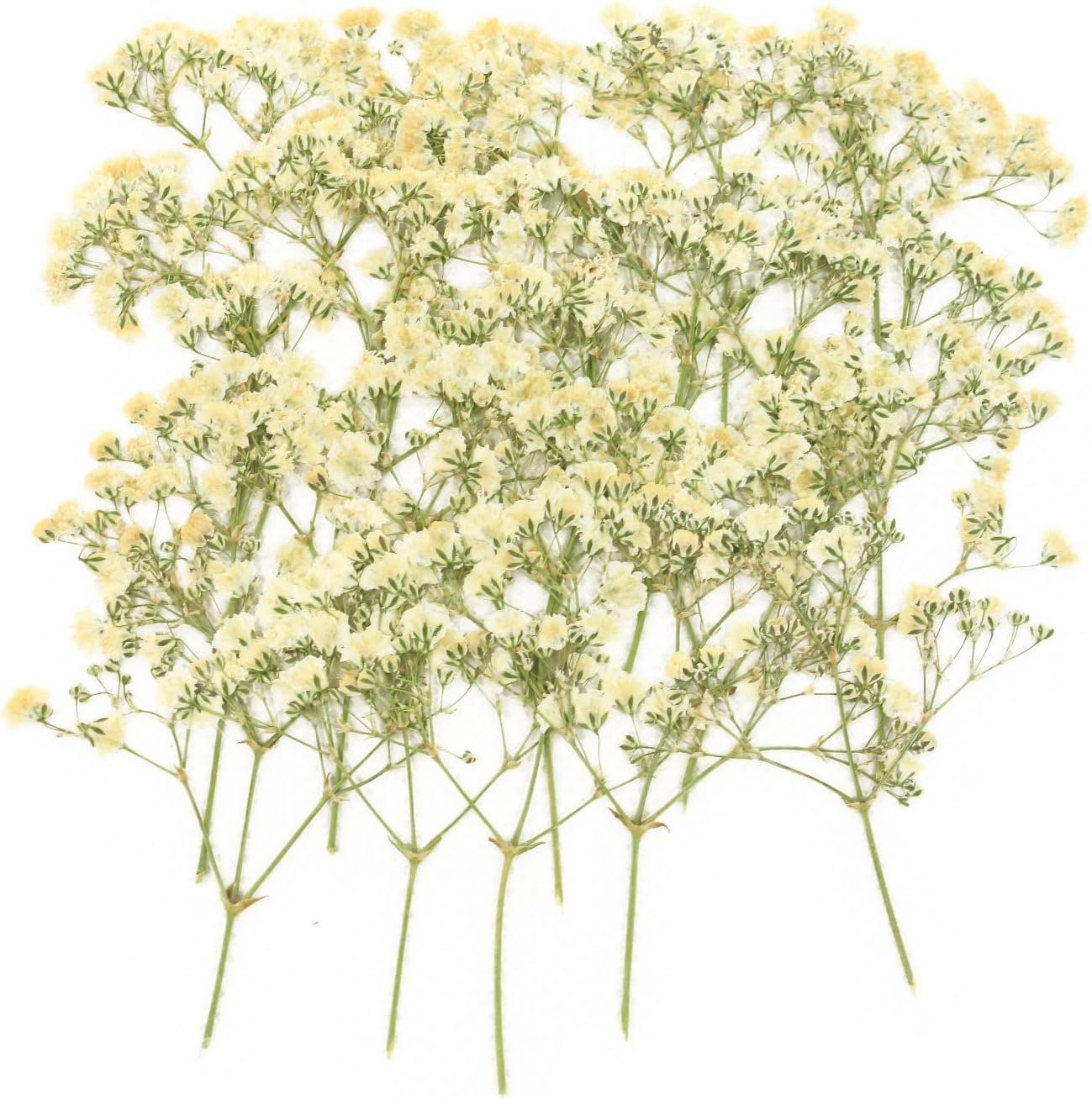 baby flower white
