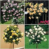 300 Mixed Color Rose Tree Seeds, Perennial Fragrant Home Garden Plant Multi-Flower Seeds, Roses Blooming All Year Round, Easy