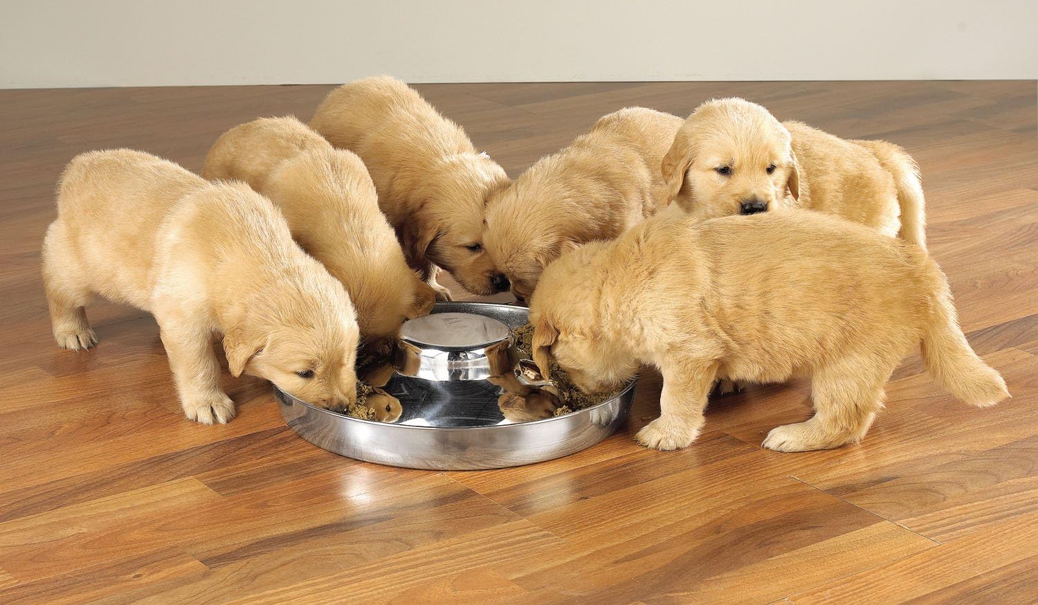 puppy feeding dishes
