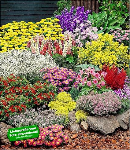 Baldur Garten Grosser Staudengarten 14 Pflanzen Stauden Sortiment Staudenbeet Schafgarbe Gelb Edelrittersporn Witwenblume Gartenlupine Frauenmantel Schleierkraut Kissenaster Freilandgloxinie Prachtspiere Fingerkraut Mauerpfeffer Thymian