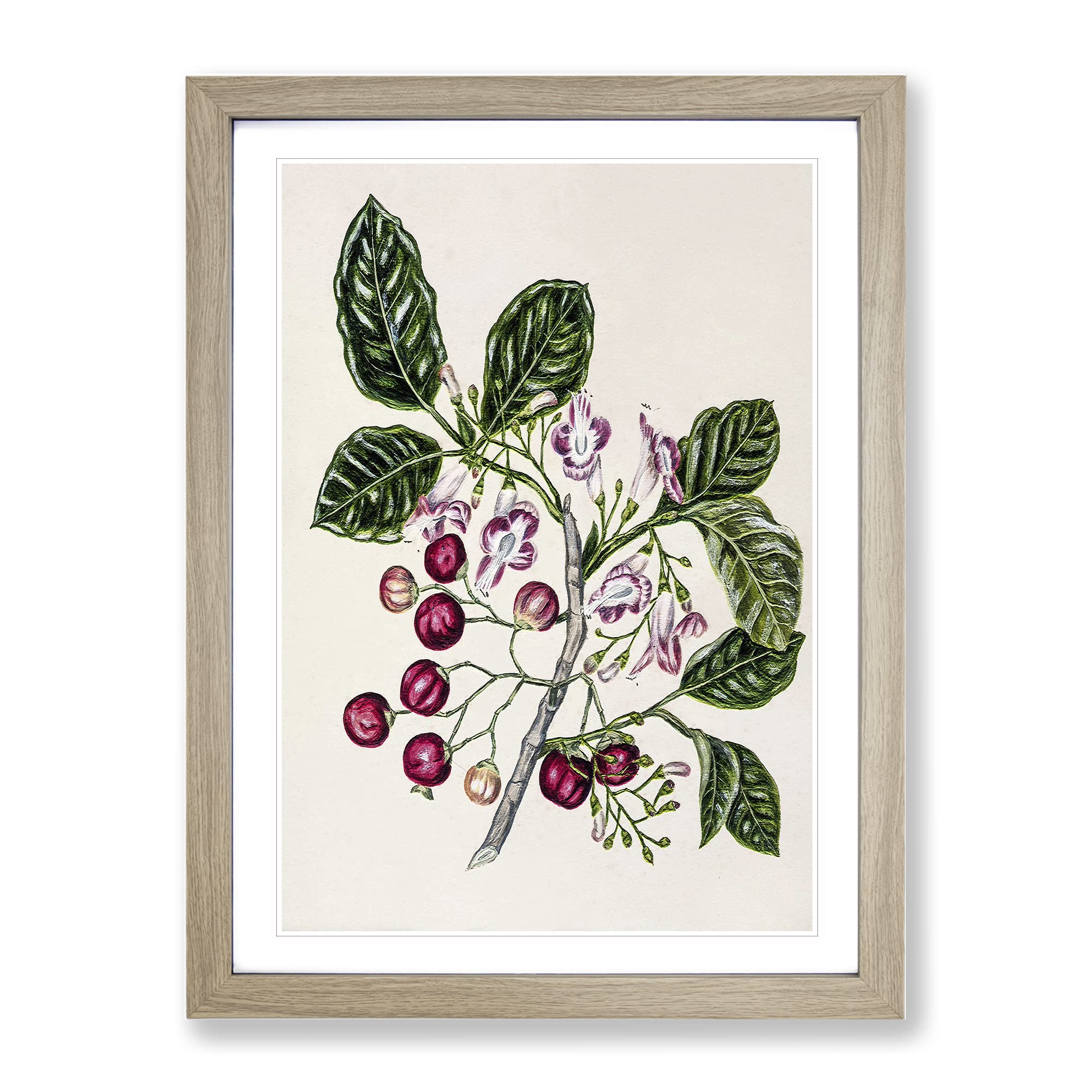 Puriri Vitex Lucens Flowers By Sarah Featon Vintage Framed Wall Art Print, Ready to Hang Picture for Living Room Bedroom Home Office Décor, Oak A4 (34 x 25 cm)