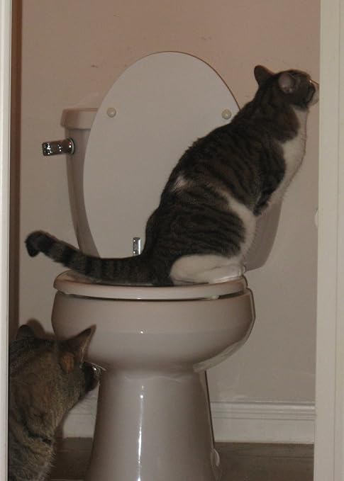 citikitty toilet training kit