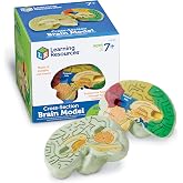 Learning Resources Cross-section Brain Model - 2 Pieces, Ages 7+ Brain Anatomy Model, Brain Functions Model, Human Anatomy for Kids, Foam Brain Model,Back to School Supplies