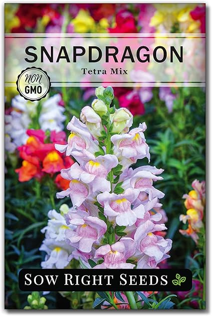 Amazon Com Sow Right Seeds Tetra Mix Snapdragon Flower Seeds For Planting Beautiful Flowers To Plant In Your Garden Non Gmo Heirloom Seeds Wonderful Gardening Gifts 1 Garden Outdoor