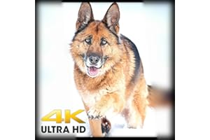 Dogs hd 4K Wallpapers & Backgrounds