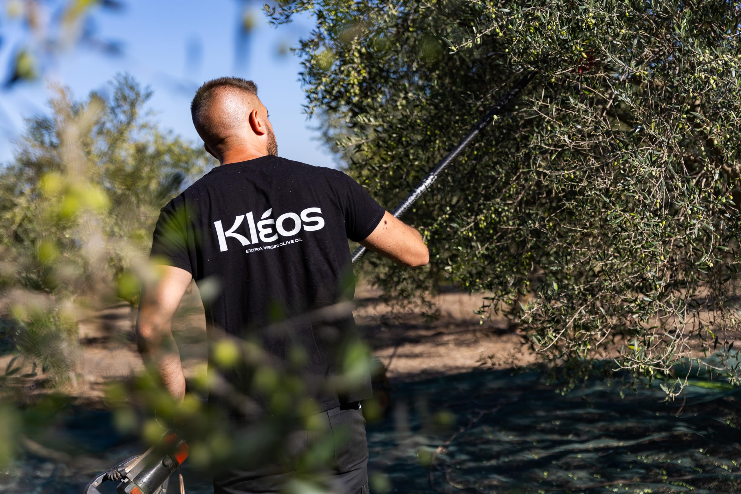 Kleos Extra Natives Olivenöl 5 Liter - Ernte 2025-26 - Reich an Polyphenolen - Kaltgepresst aus Griechenland - Premium Qualität - MHD: 31/07/2027 9