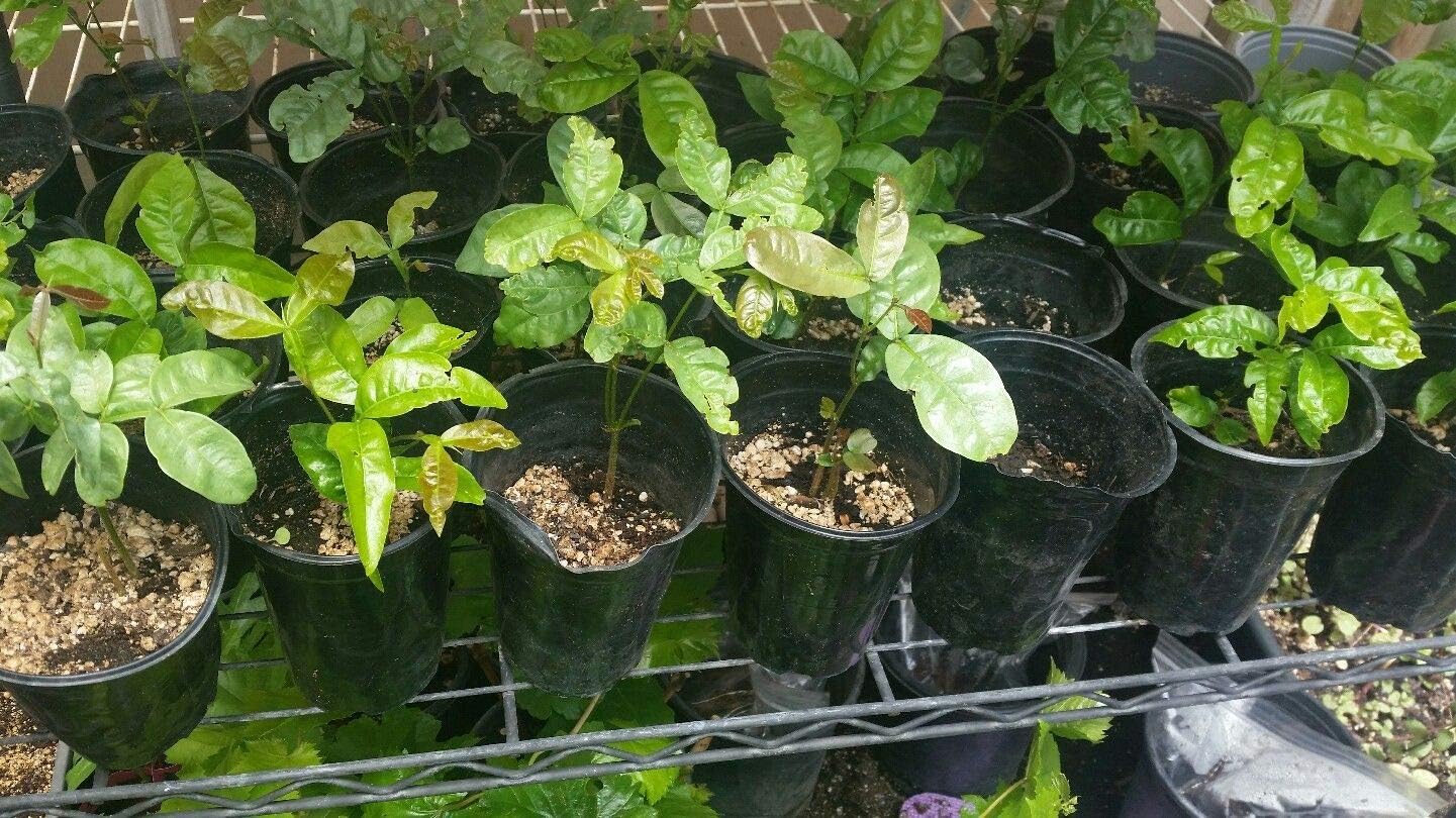 FERRY Organic Seeds only Not Plants: 1 Large 12-18" OrganicSEEDa Feueillei Pacay B Fruit