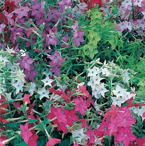 JustSeed Blume Tabakpflanze F1 Mix 125 pilletierte Samen, Groß packung