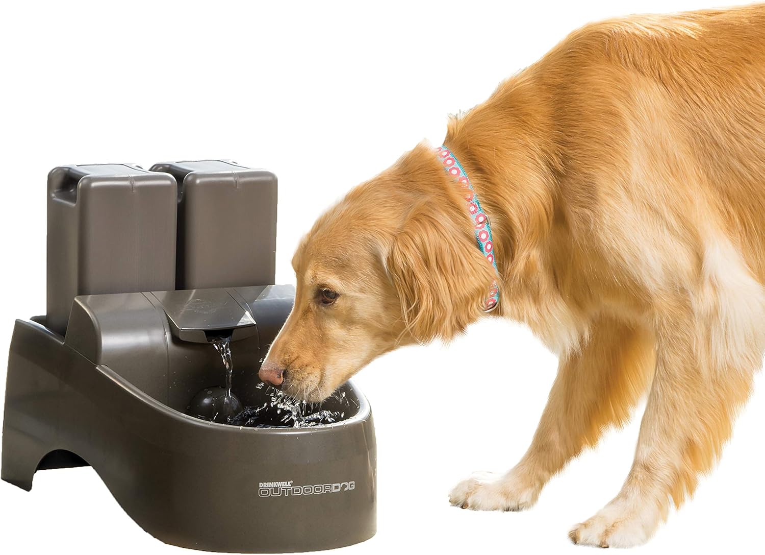 filtered dog water