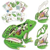 LUCKY GUESS 4D Frog Anatomy Model 23-Part Puzzle with Flash Cards | 23 Part Puzzle, 11 Knowledge Flash Cards, Detachable Organs and Body Parts, Educational Medical Clinic Teaching Equipment