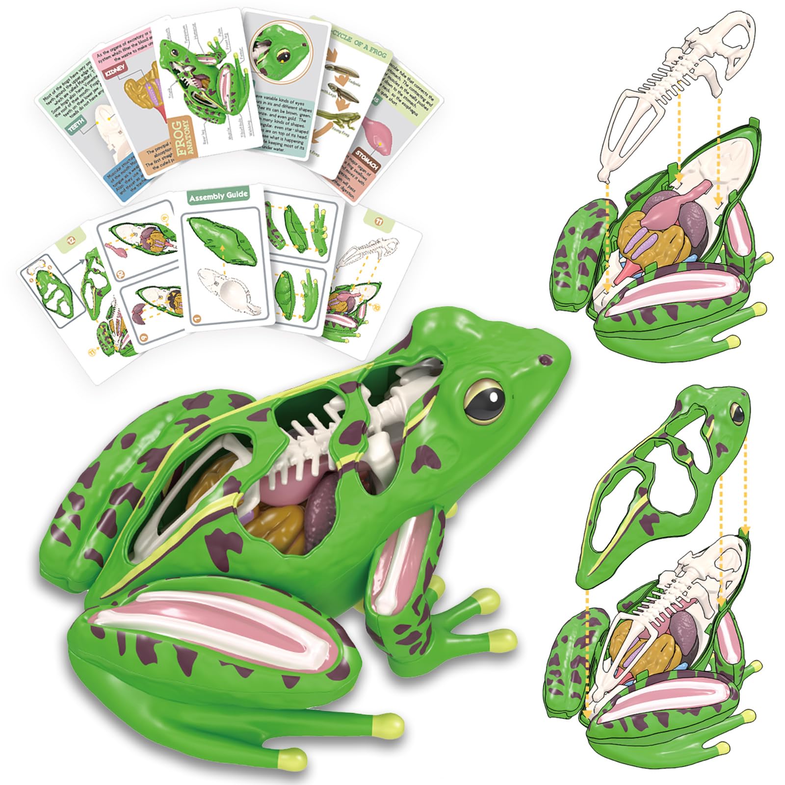 Photo 1 of 4D Vision Frog Anatomy Model, 23 Part Puzzle of Frog and 11 Knowledge Flash Cards, Detachable Frog Organs and Body Parts Model, Educational Medical Clinic Teaching Equipment, STEM Toy Gift for Kids
