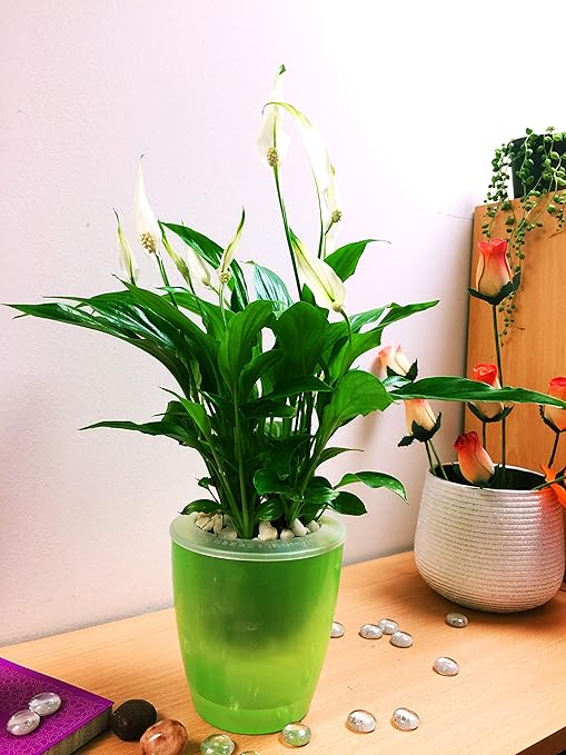 Vases Easy Plants Peace Lily Spathiphyllum In Square Glass Vase