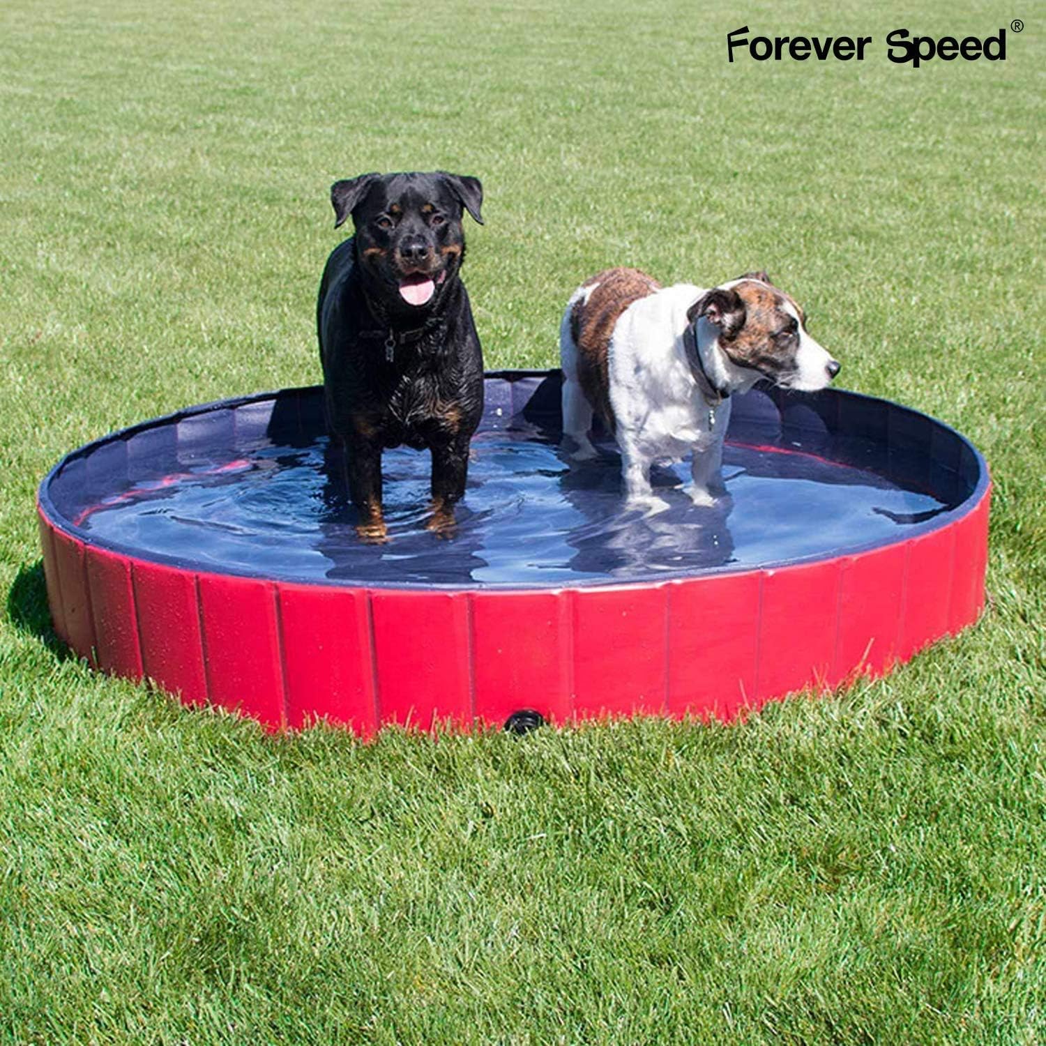 Top 6 Best Pools For Dogs That Chew (INDESTRUCTIBLE)