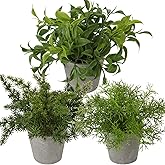 Briful 3PCS Fake Plants Potted Artificial Plants Greenery Faux Fern Eucalyptus Décor Plant for Indoor Home Office Bathroom Harmhouse Decoration