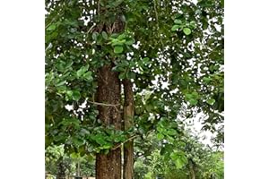 PALM BEACH MEDICINAL HERBS Red Sandalwood Tree Seeds (Pterocarpus santalinus) Packet of 5 Seeds