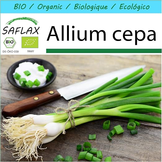 SAFLAX - Set regalo - Ecológico - Cebolla de primavera - Cebolla ...